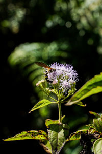 Close-up of insect on purple flower