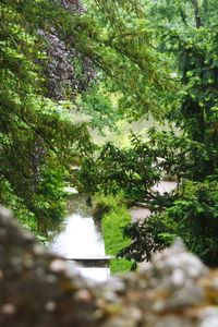 Trees in park