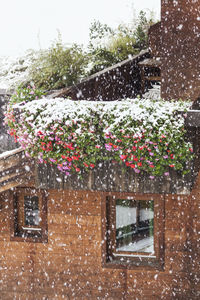 Flowering plants by building during winter