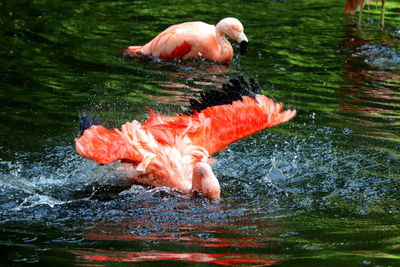 View of duck in lake