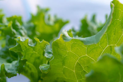Close-up of green leaves on plant