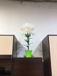 Potted plant on table against wall at home