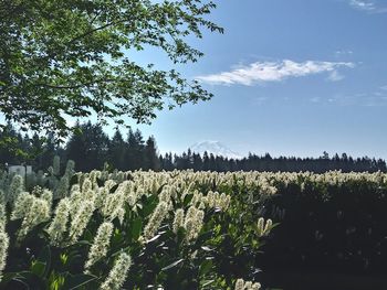 Plants growing on field against sky