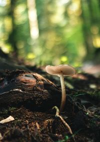 Close-up of mushroom growing on field