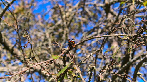 Low angle view of bird perching on branch