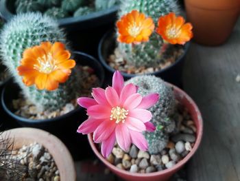 High angle view of succulent plant in pot