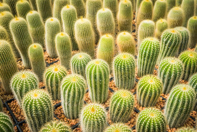 Full frame shot of succulent plant