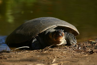 Close-up of a turtle on the ground