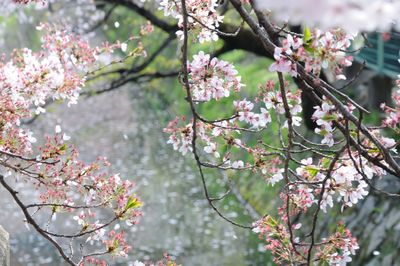 Pink flowers blooming on tree