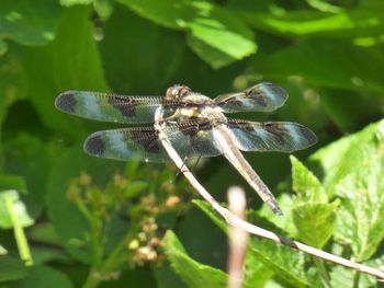 Close-up of dragonfly on plant