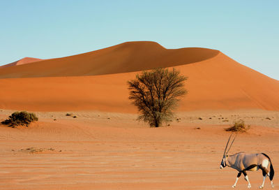Oryx walking at desert against sky