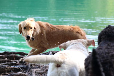 Dogs at lakeshore