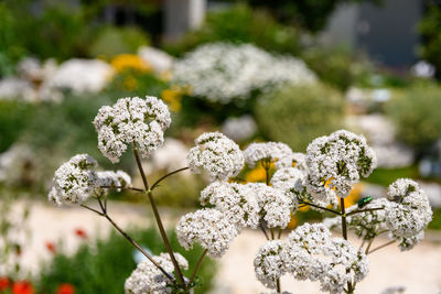 Wildflowers growing in garden in spring or summer