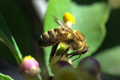Close-up of bee pollinating flower