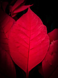 Close-up of red flowering plant