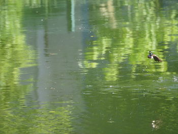 View of birds in lake