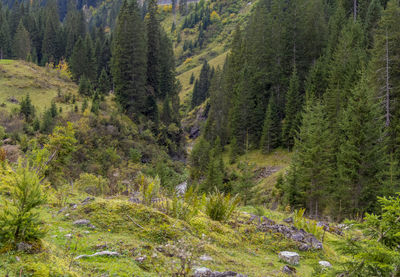 Panoramic view of trees in forest