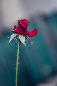 Close-up of red rose against blurred background