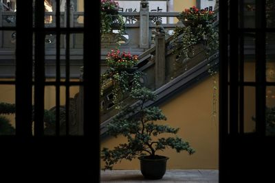 Potted plants against window of building