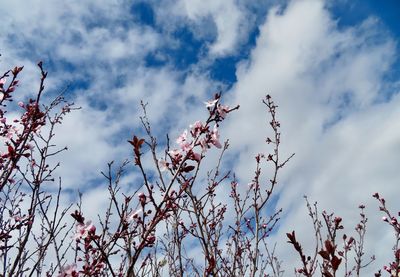 Low angle view of flowering plants against cloudy sky