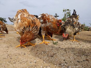 Flock of birds on a land