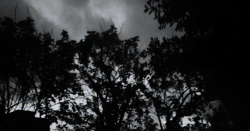 Trees against sky