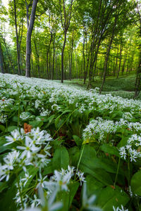 Close-up of flowering plants on field