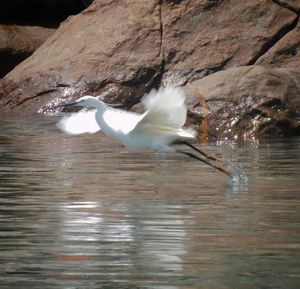 Bird flying over lake