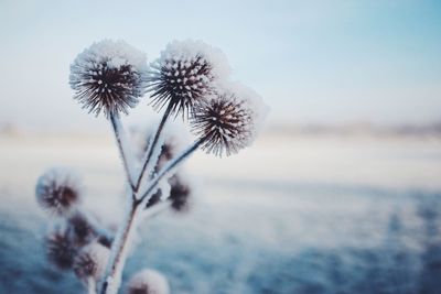 Close-up of dandelion