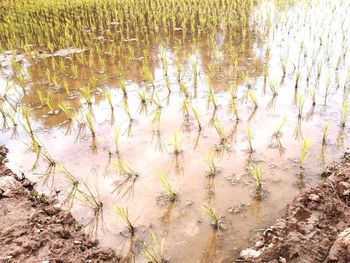 High angle view of field by lake