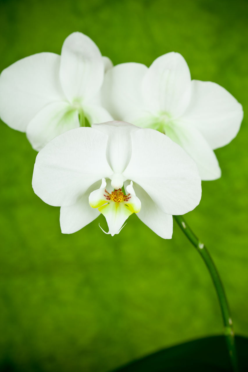 CLOSE-UP OF WHITE FLOWER