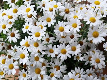 Close-up of white daisy flowers