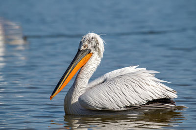 Close-up of pelican swimming in lake