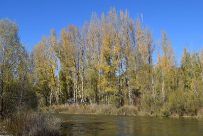 Scenic view of forest against clear sky