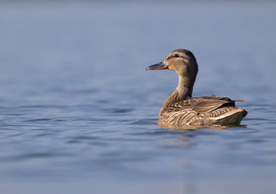 Duck swimming in lake