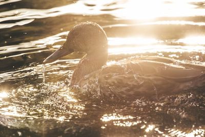 Swan swimming in lake