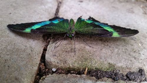 Close-up of butterfly on tree