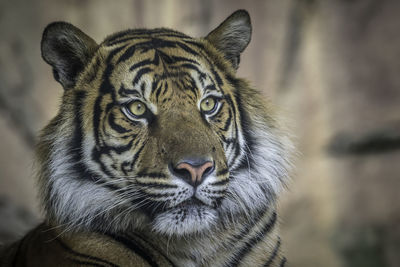 Close-up portrait of a cat