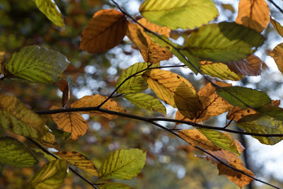 Low angle view of leaves on branch
