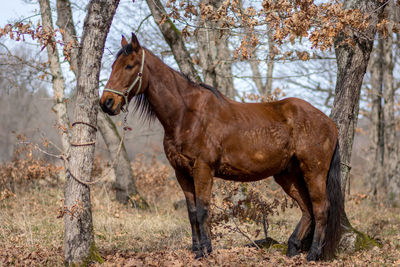 Horse standing in a farm