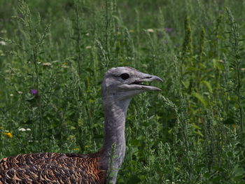 Close-up of bird on grass