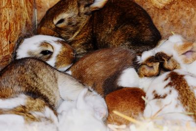 Close-up of bunny babys sleeping