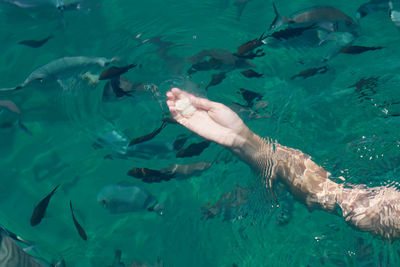 Man swimming in sea