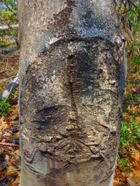 Close-up of tree trunk