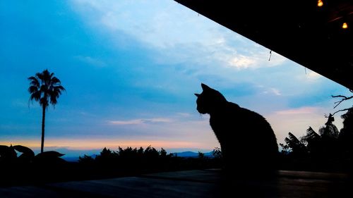 Silhouette cat and palm trees against sky during sunset