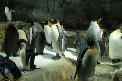 View of birds in water