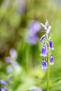 Close-up of purple flowering plant