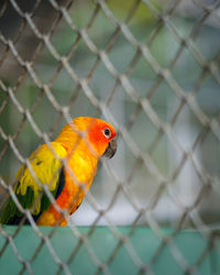 Close-up of parrot in cage