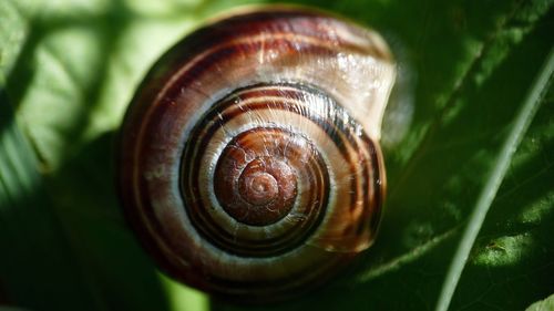 Close-up of snail