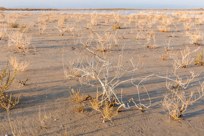 Dead plant on sand at beach